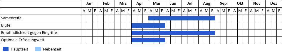 Gewöhnliche Küchenschelle Phänogramm