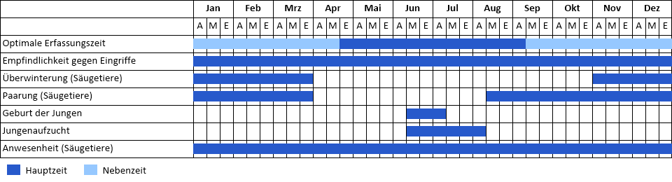 Mopsfledermaus Phänogramm
