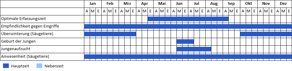 Graues Langohr Phänogramm