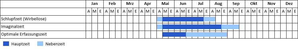 Gebänderte Prachtlibelle Phänogramm