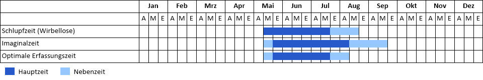Blauflügel-Prachtlibelle Phänogramm