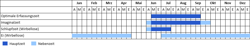 Südliche Binsenjungfer Phänogramm