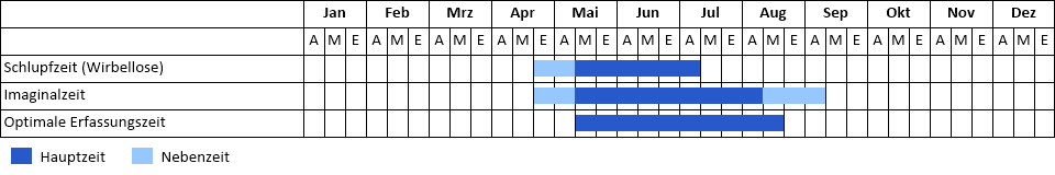 Speer-Azurjungfer Phänogramm