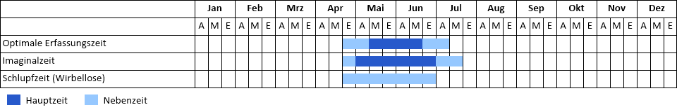 Mond-Azurjungfer Phänogramm