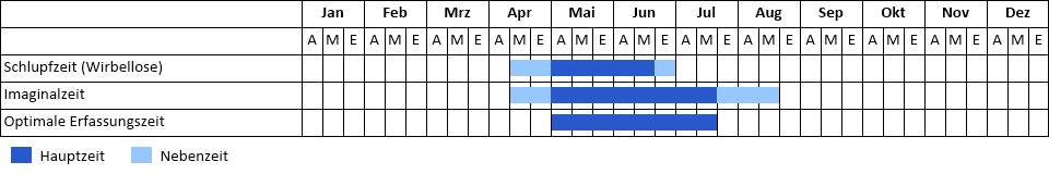 Fledermaus-Azurjungfer Phänogramm