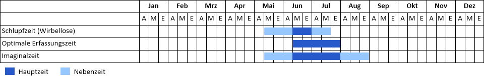 Zwerglibelle Phänogramm