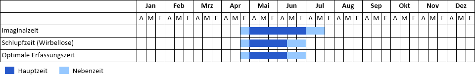 Gemeine Keiljungfer Phänogramm