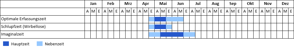 Früher Schilfjäger Phänogramm
