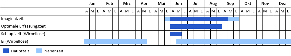 Südliche Mosaikjungfer Phänogramm