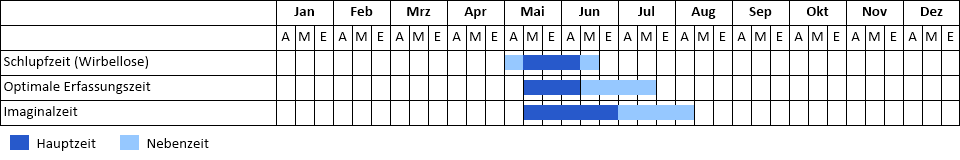 Keilfleck-Mosaikjungfer Phänogramm