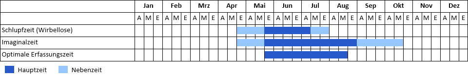 Arktische Smaragdlibelle Phänogramm