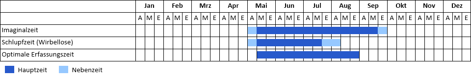 Gefleckte Smaragdlibelle Phänogramm
