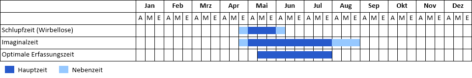 Spitzenfleck Phänogramm