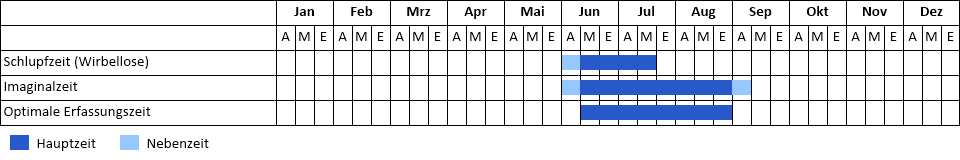 Südlicher Blaupfeil Phänogramm