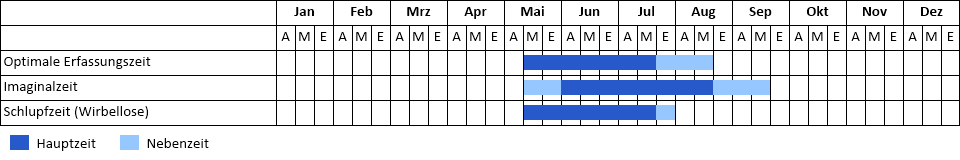 Kleiner Blaupfeil Phänogramm