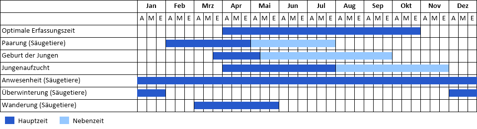 Waschbär Phänogramm