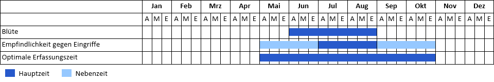 Schmalblättrige Wasserpest Phänogramm