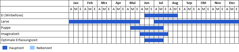 Großes Wiesenvögelchen Phänogramm