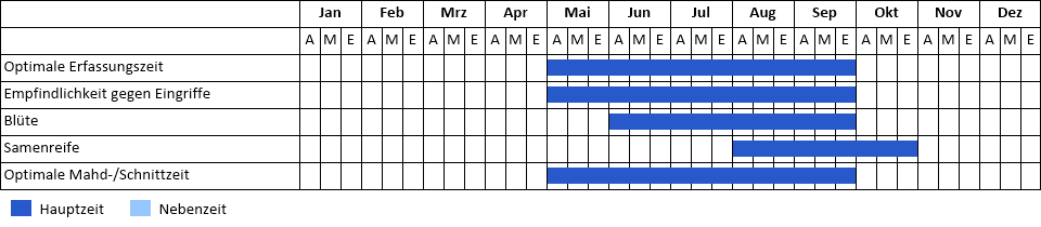 Drüsiges Weidenröschen Phänogramm