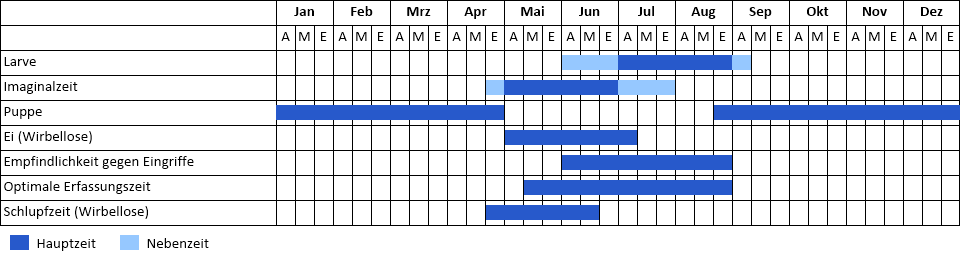 Nachtkerzenschwärmer Phänogramm
