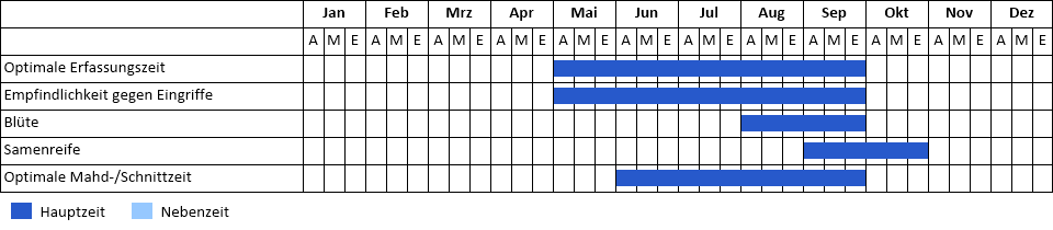 Japan-Staudenknöterich Phänogramm