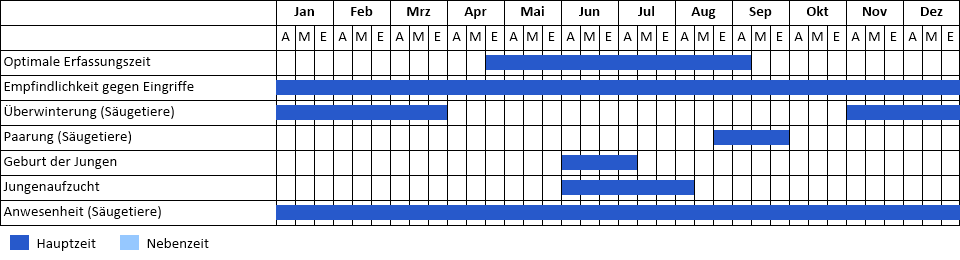 Zwergfledermaus i.e.S Phänogramm