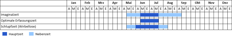 Helm-Azurjungfer Phänogramm