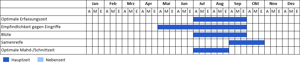 Riesen-Bärenklau Phänogramm