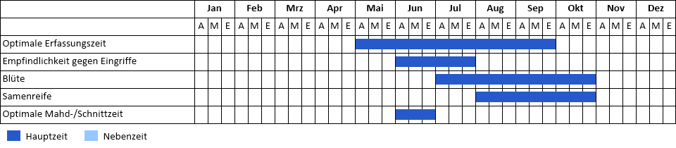 Drüsiges Springkraut Phänogramm