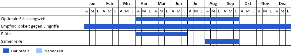 Silberblättrige Goldnessel Phänogramm