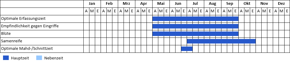 Vielblättrige Lupine Phänogramm