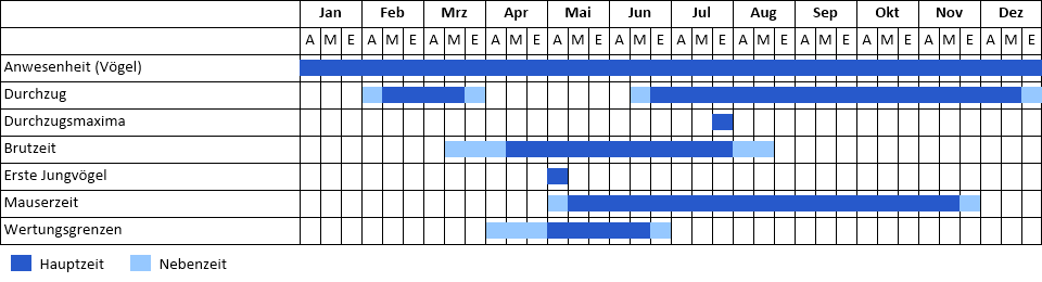 Mittelmeermöwe Phänogramm