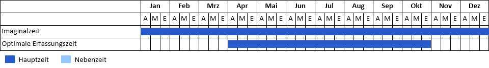 Asiatischer Marienkäfer Phänogramm