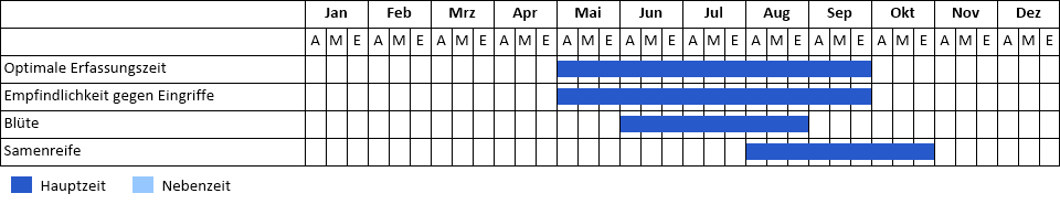 Gewöhnliche Jungfernrebe Phänogramm