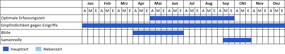 Weymouths-Kiefer Phänogramm