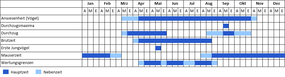 Baumfalke Phänogramm