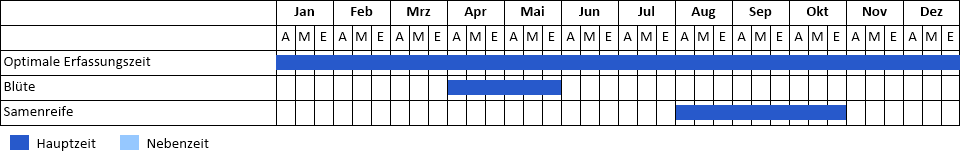 Grüne Douglasie Phänogramm
