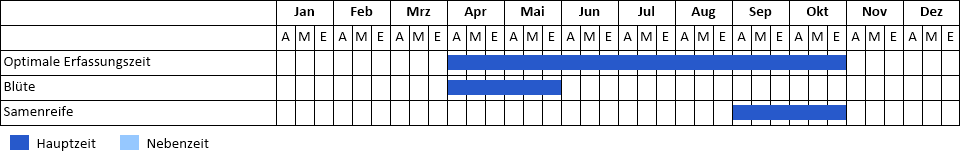 Rot-Eiche Phänogramm