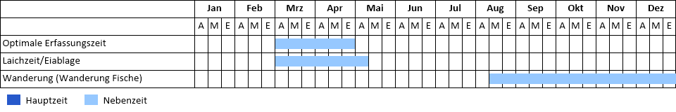 Flussneunauge Phänogramm