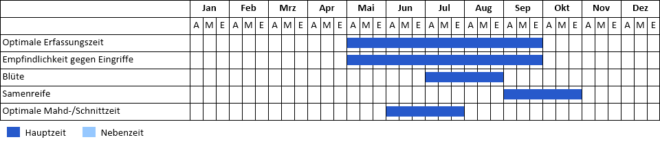 Schlitzblättriger Sonnenhut Phänogramm