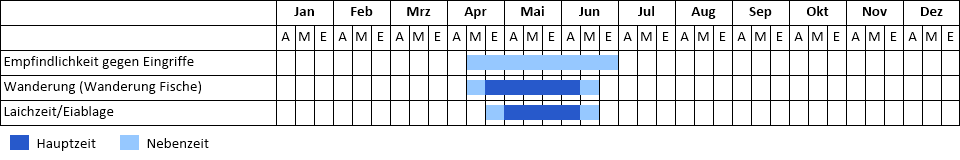 Flussbarbe Phänogramm