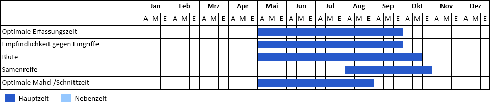 Kanadische Goldrute Phänogramm