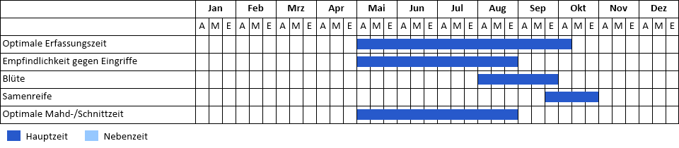 Riesen-Goldrute Phänogramm