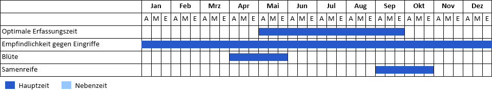 Gewöhnlicher Flieder Phänogramm
