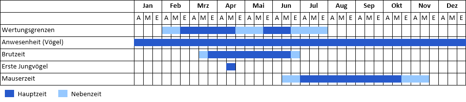 Steinkauz Phänogramm