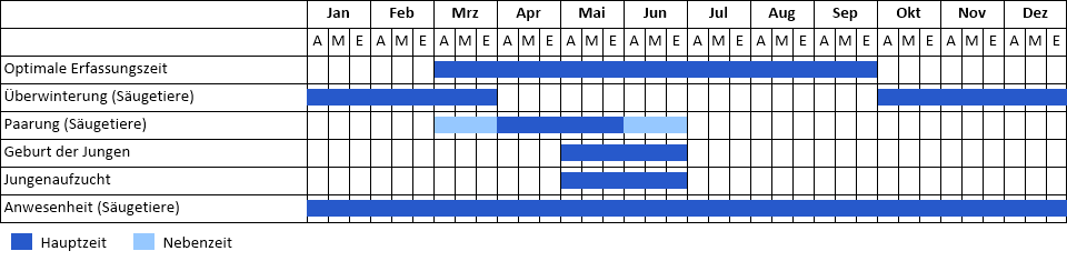 Burunduk Phänogramm