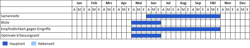 Feinblättrige Schafgarbe Phänogramm