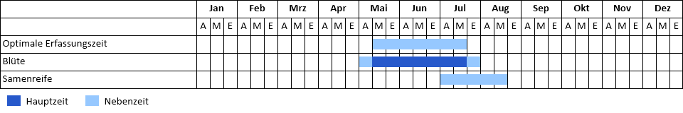 Sommer-Adonisröschen Phänogramm