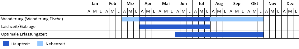 Zwergwels Phänogramm