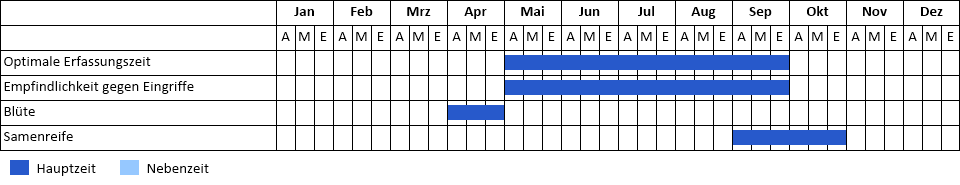 Eschen-Ahorn Phänogramm